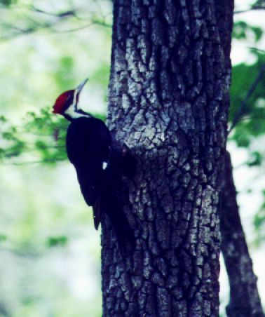 MACAWoodpecker.jpg (32019 bytes)