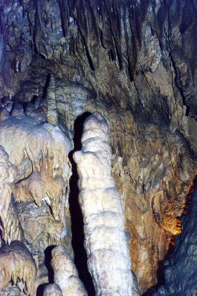 MACAstalamites.jpg (39336 bytes)