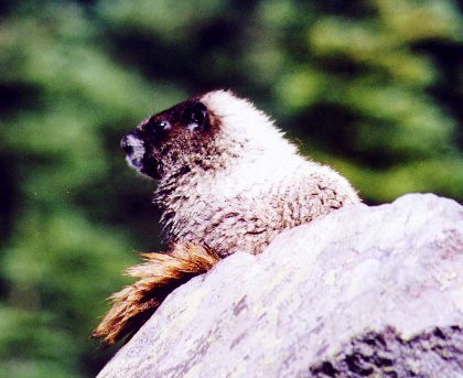 Marmot.jpg (30166 bytes)