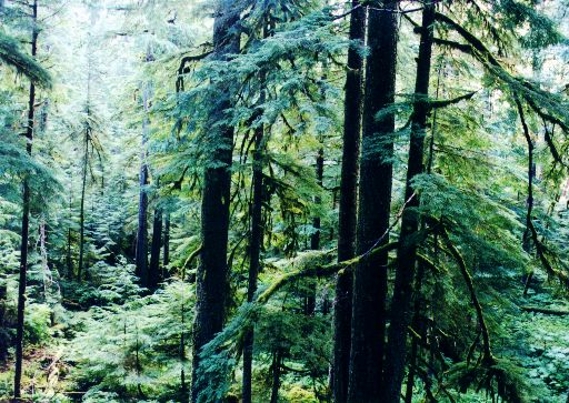 NWforest.jpg (80211 bytes)