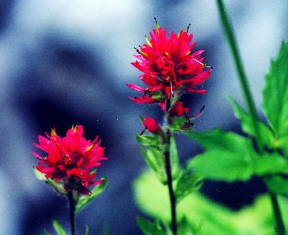 Paintbrush.jpg (28595 bytes)