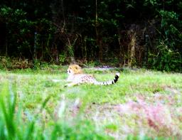 cheetah.jpg (12796 bytes)