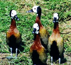 ducks.jpg (25946 bytes)