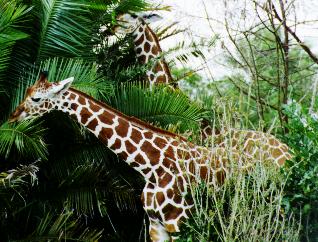 girafe.jpg (29038 bytes)
