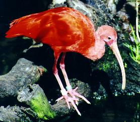 redbird.jpg (19300 bytes)