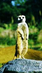 timon.jpg (8873 bytes)