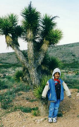 Desert2.jpg (37162 bytes)