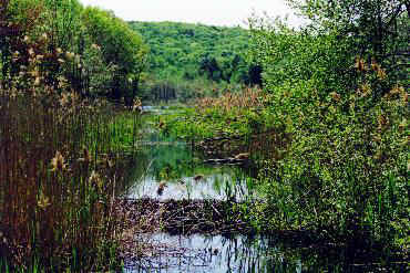 beaverdam.jpg (39245 bytes)