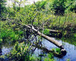 beavertree.jpg (28455 bytes)