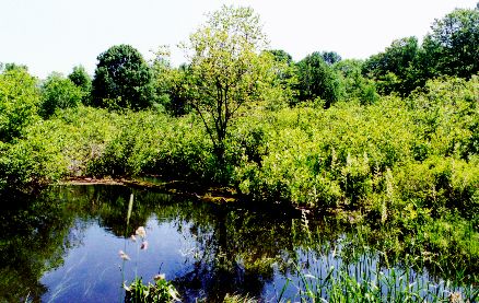 river.jpg (54747 bytes)