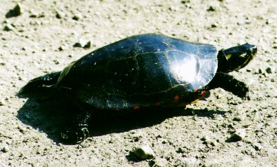 turtle.jpg (32423 bytes)
