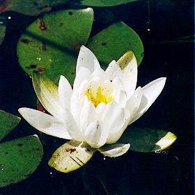 canoe7.jpg (15494 bytes)