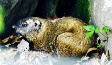Woodchuck.jpg (22548 bytes)
