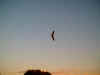 Flying010712_0032.jpg (17007 bytes)